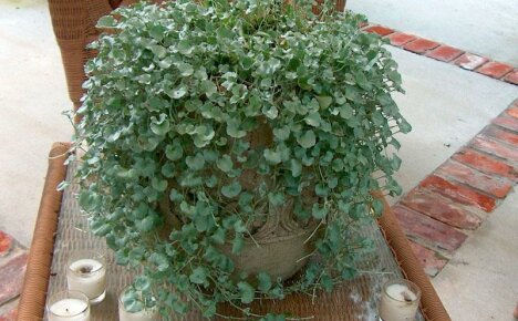 Dichondra ampelous alppiliukumäelle, kukkapenkkeille ja ripustettaville ruukuille