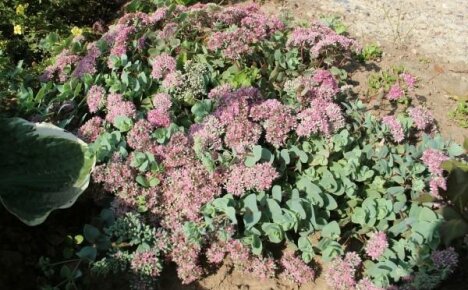 Evers sedum on vaatimaton hiipivä kasvi puutarhaan