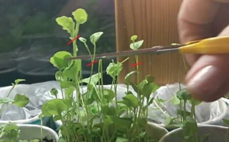 Pitääkö minun puristaa lobelia ja milloin on parempi tehdä se