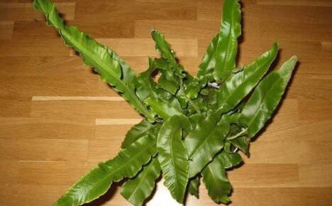 Poron kieli talvipuutarhaan - kasvatamme asplenium-tuhatjalkaista