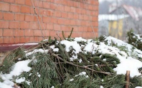 Kukka-askareet sielulle, kun tammikuu on ikkunan ulkopuolella
