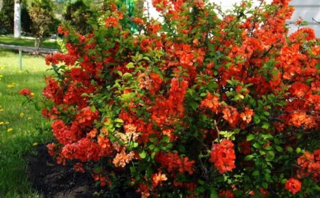 Wonderful chaenomeles - japanilainen kvitteni, istuttava ja hoitava koristeellinen syötävä pensas