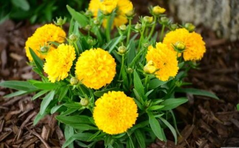 Coreopsis Golden Ball - vaatimaton monivuotinen laiska puutarhuri