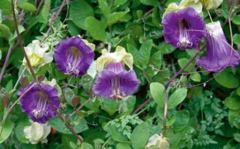 Kobeya violetti on ihanteellinen viiniköynnös, joka kasvaa nopeasti ja kukkii upeasti