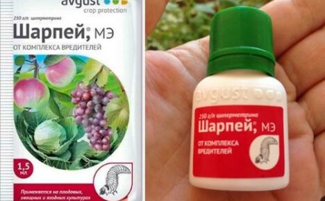 Shar Pein hyönteismyrkky poistaa nopeasti ja tehokkaasti puutarhan ja kasvipuutarhan tuholaisista
