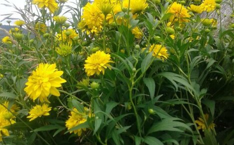Tutustu upean rudbeckia Golden-pallon istutuksen ja hoidon sääntöihin