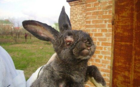 Kuinka estää epidemia: myxomatosis kaneilla - kotihoito