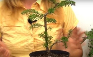 Kuusibonsai aloittelijoille puutarhureille - muodostumisen salaisuudet
