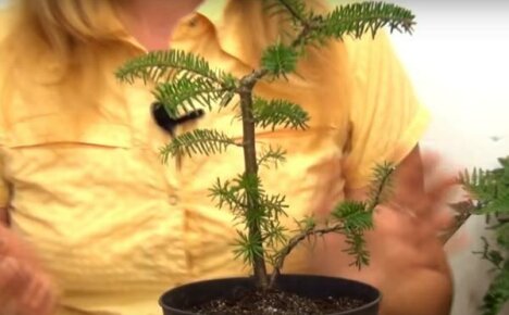 Kuusibonsai aloittelijoille puutarhureille - muodostumisen salaisuudet