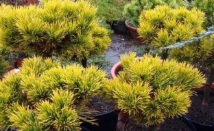 Vuorimäntylajikkeet kesämökille