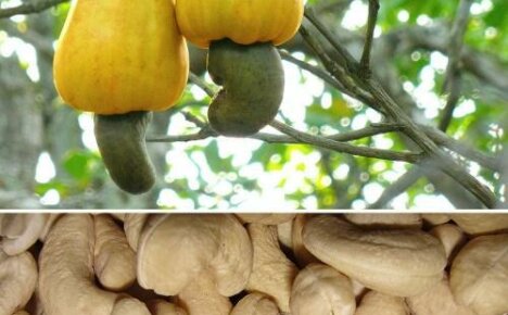 Kuinka cashewpähkinät kasvavat tai ainutlaatuiset hedelmät - pähkinät omenassa
