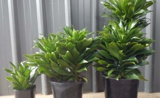 Tapaa pienin Dracaena Compact