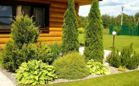 Ikivihreä thuja maisemasuunnittelussa, valokuvan esimerkkejä sivuston suunnittelusta