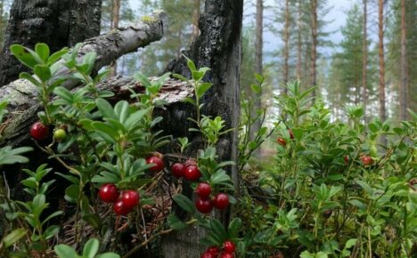 Metsämarjat - yleisten syötävien ja myrkyllisten kasvien nimi ja valokuva