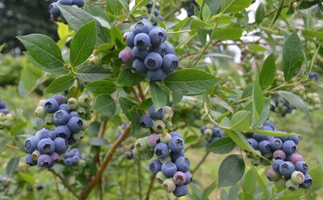 Toro-mustikoiden lajikeominaisuudet - miksi se on parempi kuin muun tyyppinen kulttuuri