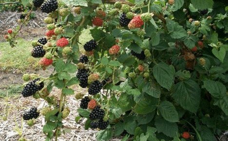 Blackberry Giant asettui maahan