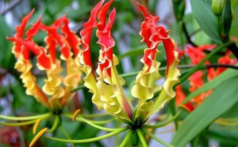 Kasvava hämmästyttävä gloriosa kotona
