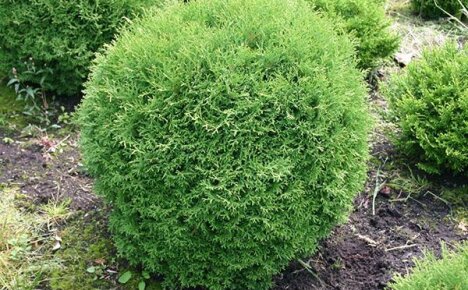 Thuja Tini Tim antaa puutarhalle erityisen viehätyksen