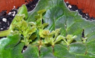 Kaksi helppoa tapaa saada uusia gloxinia-kasveja - lehtien lisääntyminen