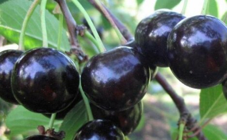 Suloisin ja suurin Chernokorka-kirsikka - lajikkeen kuvaus ja edut
