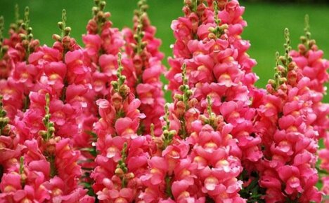 Kasvava snapdragons siemenistä: milloin istuttaa ja miten hoitaa
