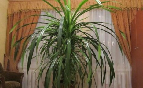Tällainen kaunis ja kiistanalainen pandanus - onko mahdollista pitää ylellinen kukka kotona