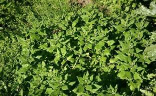 Kasvatamme tetragoniaa puutarhassa - Uuden-Seelannin pinaatti