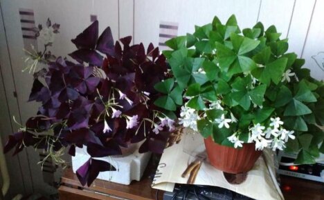 Elävä kukka ikkunallasi - oxalis, perhokasvin kotihoito