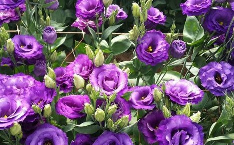 Kauneus eustoma: kasvaa siemenistä kotona