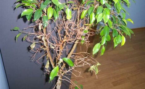 Ficus Benjamin - lehdet putoavat, mitä tehdä tämän ongelman kanssa