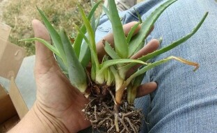 Aloe-etenemismenetelmät