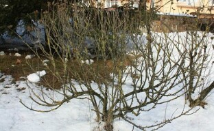 Syyrian hibiskin helppo valmistelu talveksi