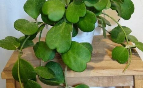 Hoya kerry - symboli rakkaudesta ikkunalaudallasi