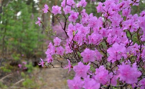 Rhododendron Daursky - kesämökin koristelu