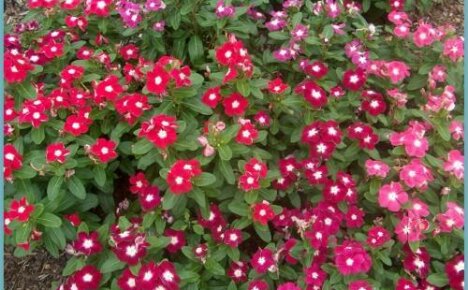 Kuinka kasvattaa catharanthus: kaksi tapaa kylvää siemeniä