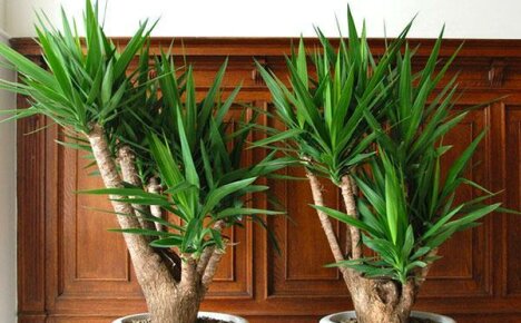 Kasvava tietosanakirja: norsun yucca