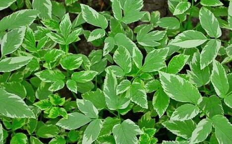 Runny variegated - vaatimaton kasvi puutarhan nurmikoiden koristeluun