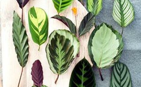 Kuva, jossa on kuvaus sisäkukka-calathean tyypeistä ja lajikkeista