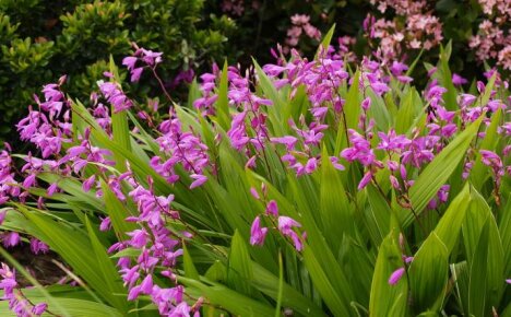 Bletilla-orkidioiden viljely ulkona - totuus tai fiktio
