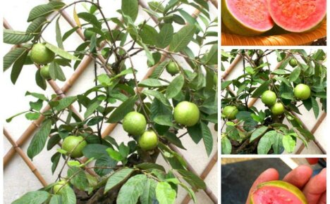 Kuinka kasvattaa guavaa kotona - kesyttämällä Tropicanaa