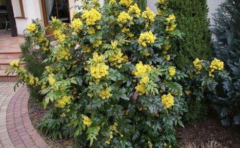 Puutarhan sisustus - mahonia holly