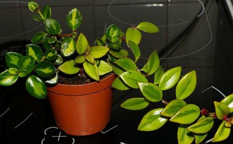 Nematanthusin karsiminen ja lisääntyminen kotona