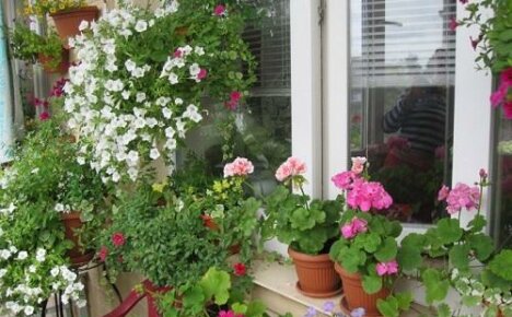Kuinka ruokkia surfiniaa ja pelargoniaa?
