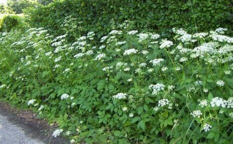 Millä maaperällä kasvaa valittaa ja miten päästä eroon siitä