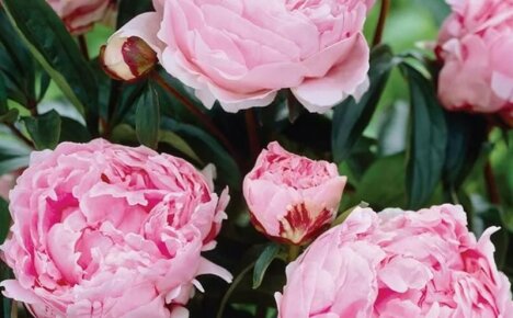 Kuinka kasvattaa ihana pioni Sarah Bernhardt heidän kesämökissään