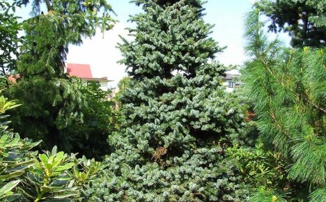 Kuinka kasvattaa serbia kuusea sivustollasi