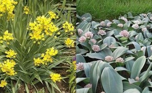 Allium-koristejousi luo todellisia erikoistehosteita kukkapenkkiin