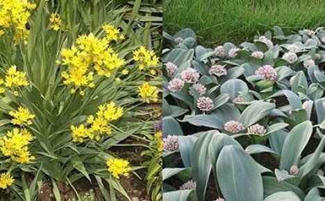 Allium-koristejousi luo todellisia erikoistehosteita kukkapenkkiin