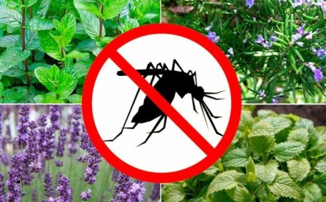 Ne molemmat koristavat ja suojaavat - kasveja, jotka torjuvat hyttysiä maassa