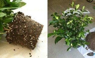 Gardenia-elinsiirto vaihe vaiheelta